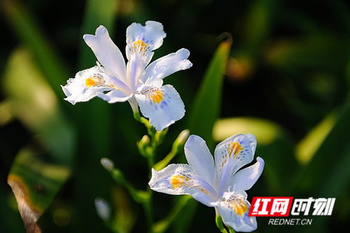 立夏將至，絢爛了整個(gè)春天的花影如夢(mèng)