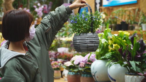 中北鎮(zhèn)曹莊花卉市場(chǎng)回暖 產(chǎn)品銷售信心十足